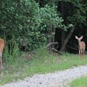 Doe With Twins Poster