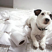 Dog Lying On Bathroom Floor Amongst Shredded Lavatory Paper Poster