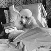 Dog Reading In Bed Poster