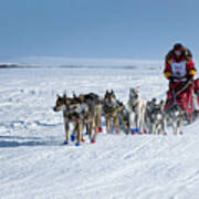 Dog Team On Iditarod Trail Poster