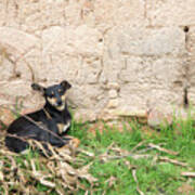 Dogs In Huancas Poster