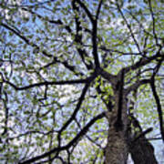 Dogwood Canopy Poster