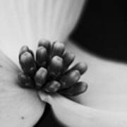 Dogwood In Black And White Poster