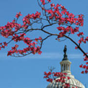 Dogwood Over The Capitol Poster