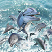 Dolphin Jump Poster