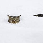 Domestic Cat Felis Catus In Deep Snow Poster