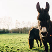 Donkey And Pony Poster