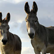 Donkeys #599 Poster