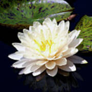 Dotty White Lotus And Lily Pads 0030 Dlw_h_2 Poster