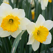 Double Daffodils Poster