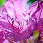 Double Magenta Rhododendron Poster