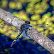 Dragonfly At Bear Creek Poster