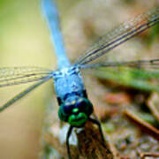 Dragonfly Closeup Poster