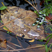 Dragonfly On Leaf In Creek Poster