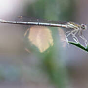 Dragonfly On Leaf Poster