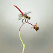 Dragonfly On Wilted Flower Poster