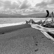 Drift Wood - Robin's Bay - Jamaica Poster