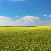 Drifting Days - Blue Skies And Yellow Canola In Oklahoma Poster