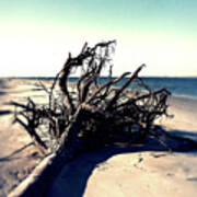 Driftwood At Low Tide Poster
