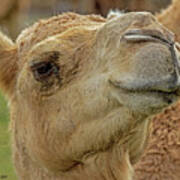 Dromedary Or Arabian Camel Poster