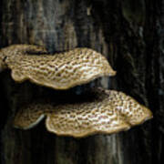 Dryads Saddle Fungi Poster