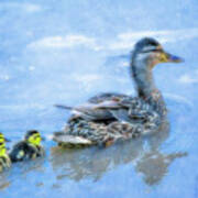 Duck Family Swim Poster