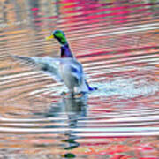 Duck On An Autumn Pond In The Chesapeake Bay Maryland Poster