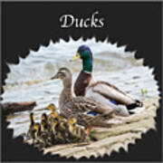 Ducks Poster