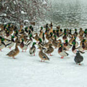 Ducks Pond In Winter Poster