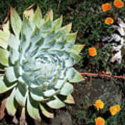 Dudleya And California Puppy Poster