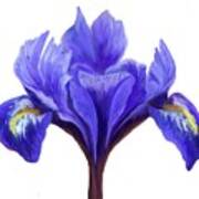 Dutch Iris Poster