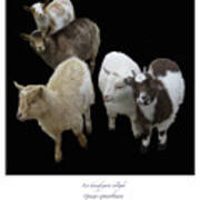 Dwarf Goats Haiku Poster