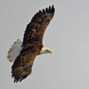 Eagle In Flight Poster