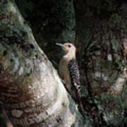 Eagle Lakes Park - Red-bellied Woodpecker In The Shadows Poster