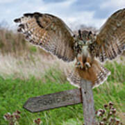 Eagle Owl On Signpost Poster