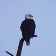 Eagle Perched On A Snag Poster