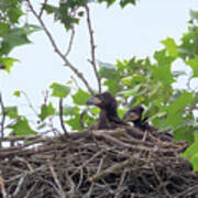 Eaglets In The Nest 5 Poster