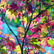 Early Fall Foliage Poster