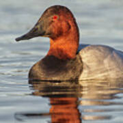 Early Morning Canvasback Poster