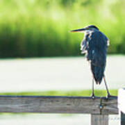 Early Morning Great Blue Heron Poster