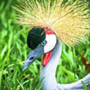 East African Crowned Crane Poster