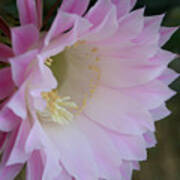 Easter Lily Cactus East 2 Poster