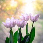 Easter Tulips Poster