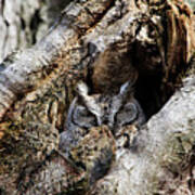 Eastern Screech Owl Gray Morph Poster