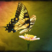 Eastern Swallowtail Poster