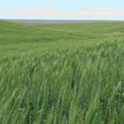 Eastern Wa Wheatfields Poster