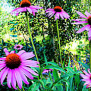 Echinacea Flowers Poster