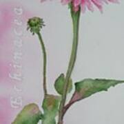 Echinacea Poster