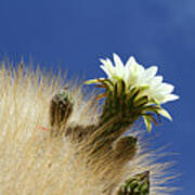 Echinopsis Atacamensis Cactus Flower Bolivia Poster