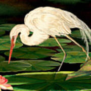 Egret Fishing In Lily Pads Poster